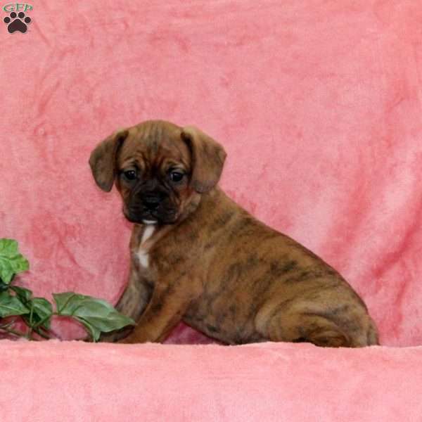 Autumn, Boston Terrier Mix Puppy